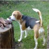 Brisa